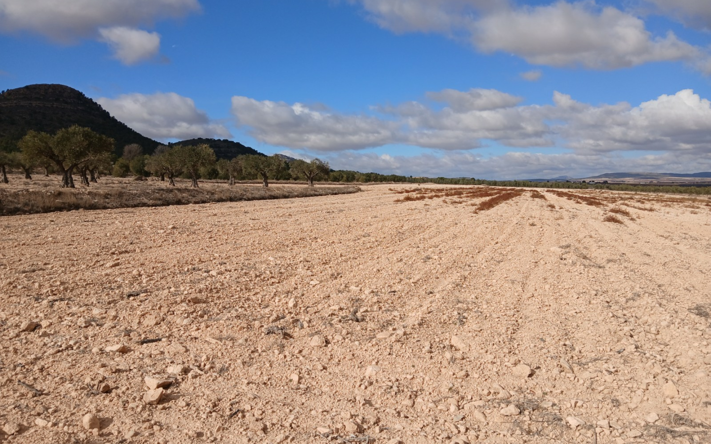 Land In Yecla, Spain (110.312 M² Plot)