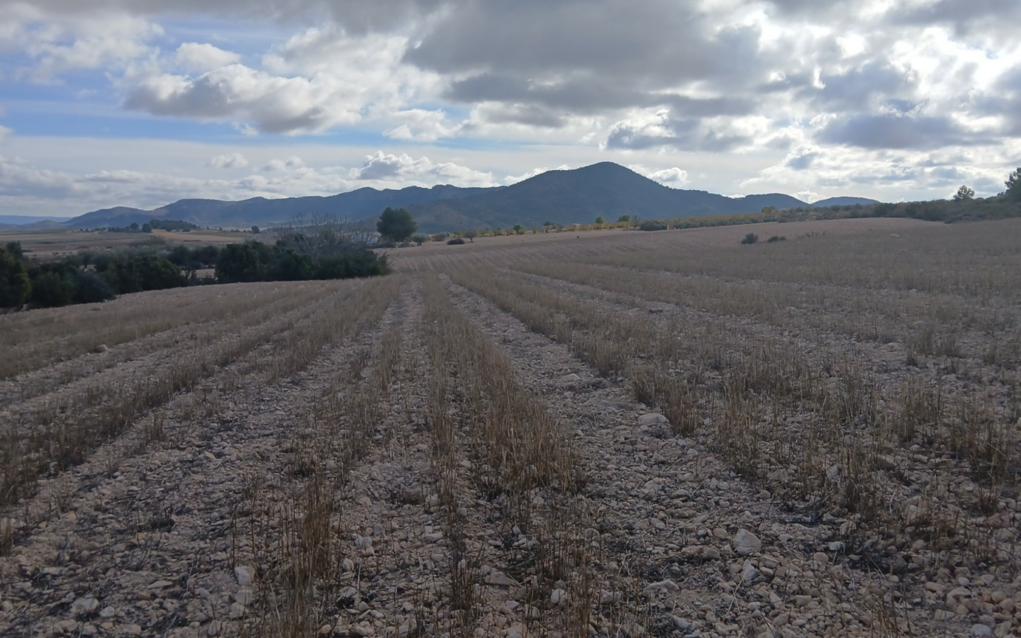 Land In Yecla, Spain (110.312 M² Plot)