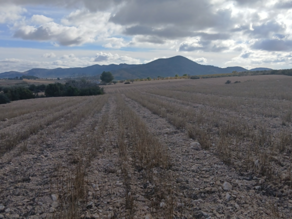 Land In Yecla, Spain (110.312 M² Plot)