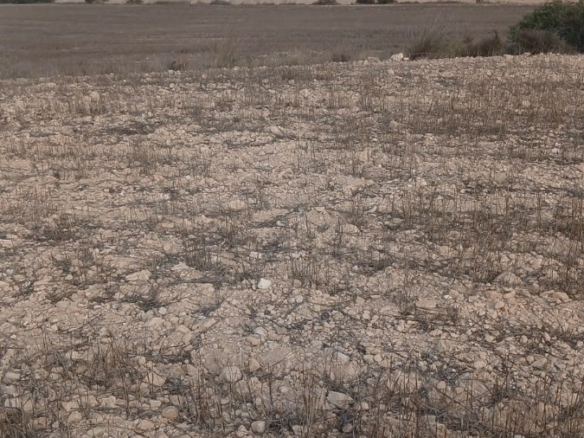 Land In Yecla, Spain (110.312 M² Plot)