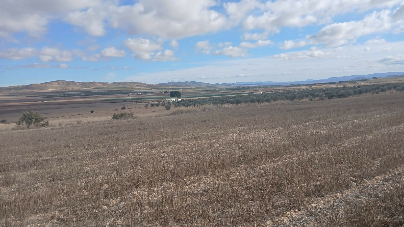o_1jbka5aakk6p1femmfqt0j1qs72o-0d2228 Land In Yecla, Spain (110.312 M² Plot)