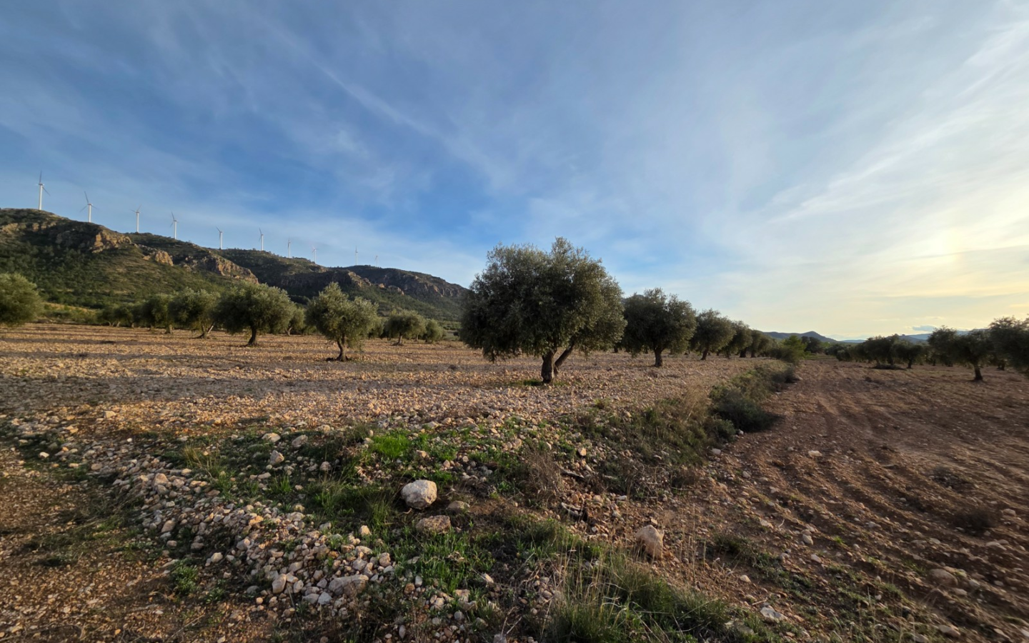 Land In Jumilla