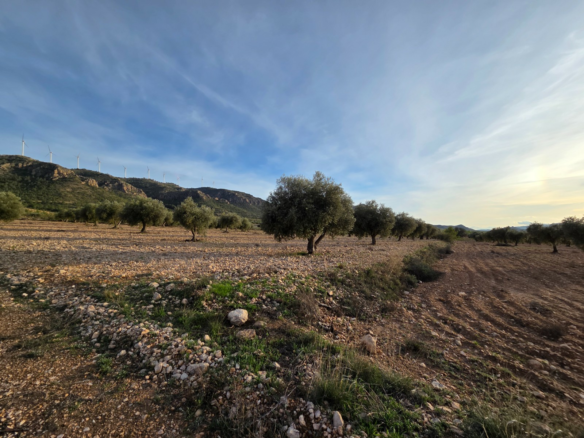 Land In Jumilla