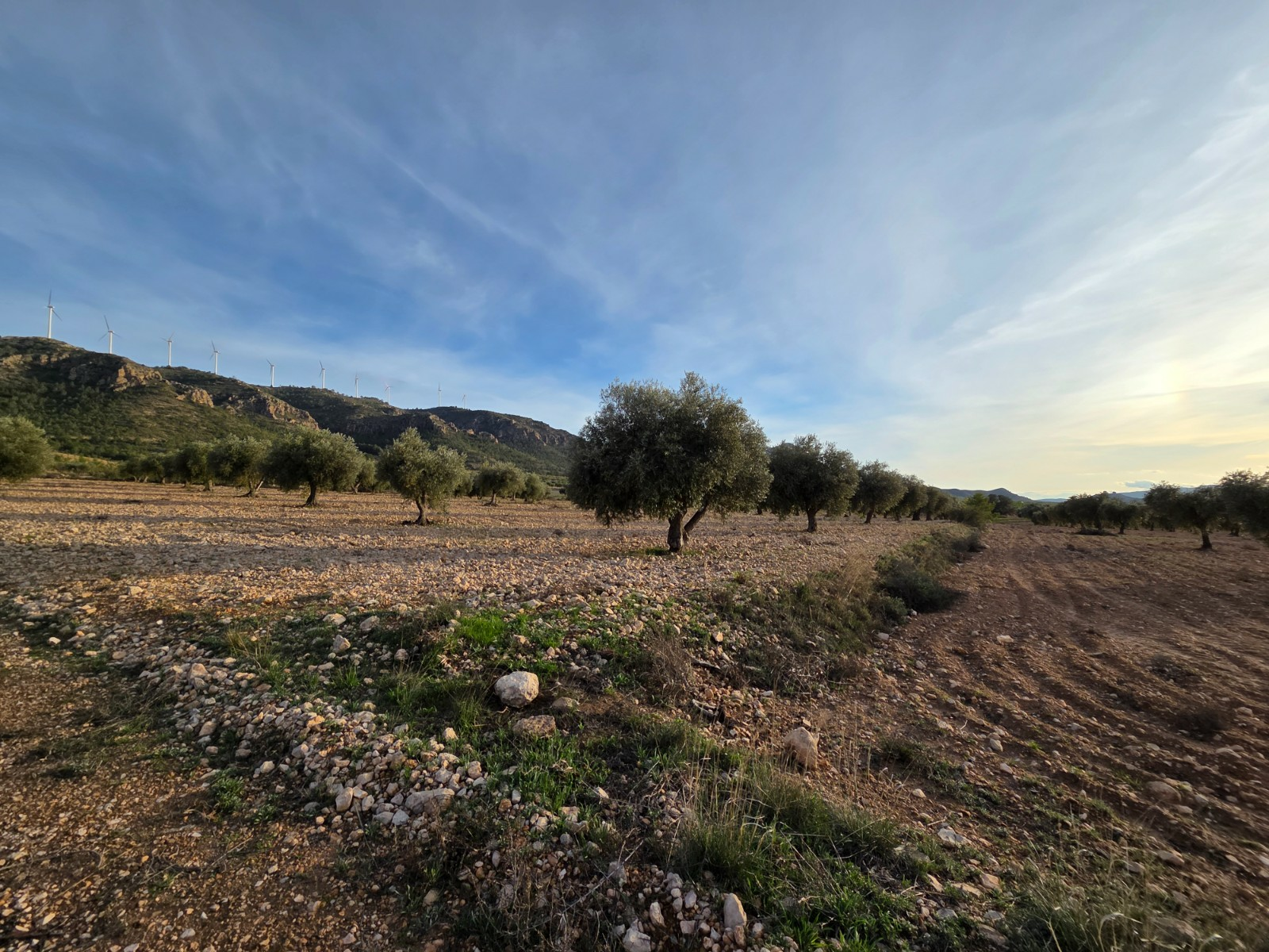 o_1jjf7kc668j24g0nv17f11mqd1q-e5f100 Land In Jumilla