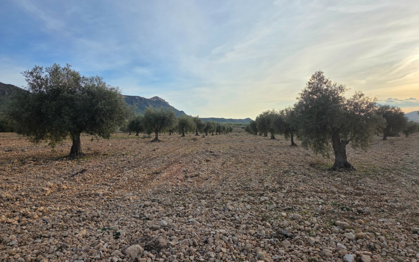 Land In Jumilla