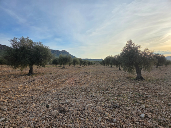 Land In Jumilla