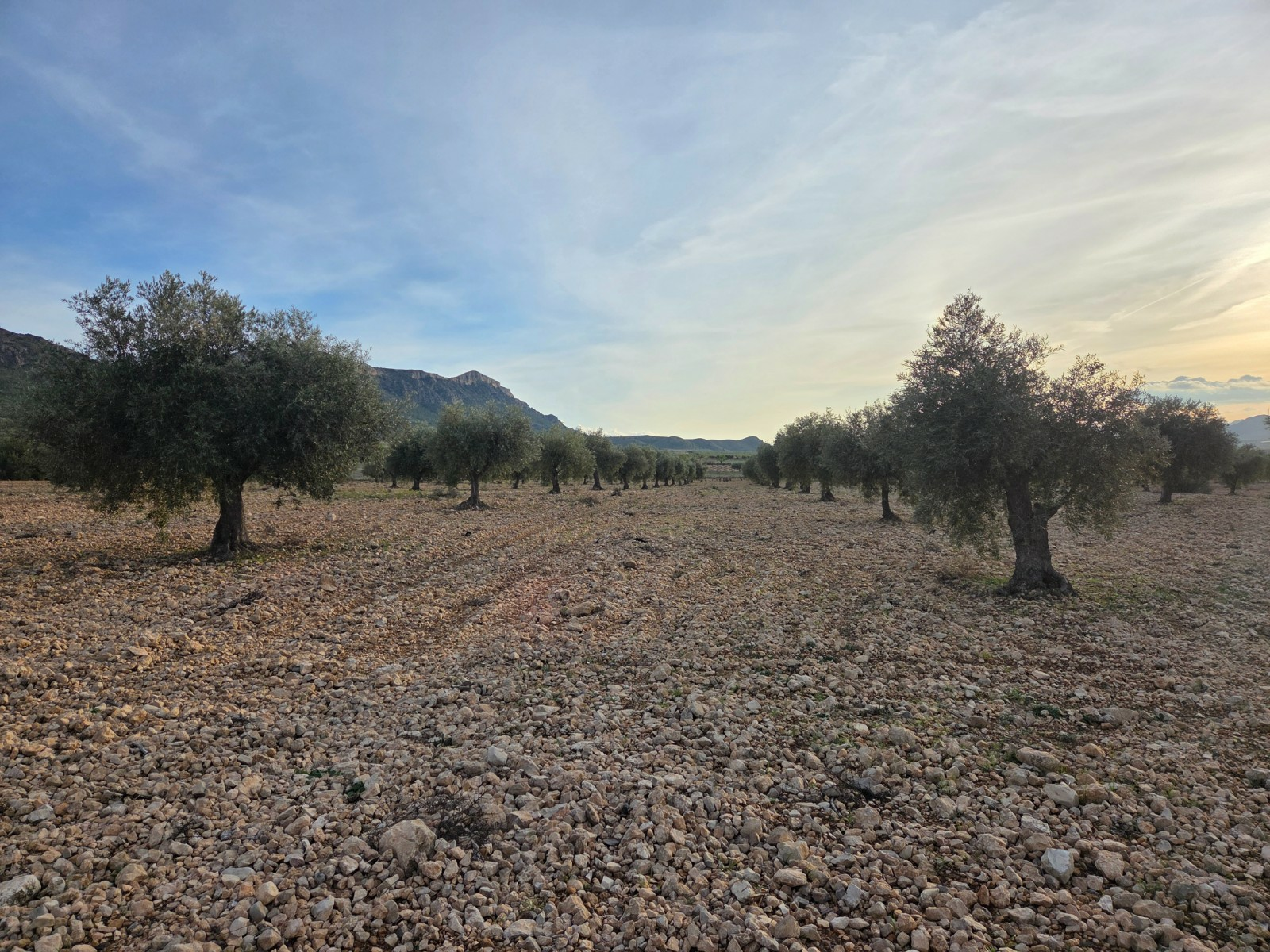 o_1jjf7kc669gb1o91lp884eddr1p-ab5cf4 Land In Jumilla
