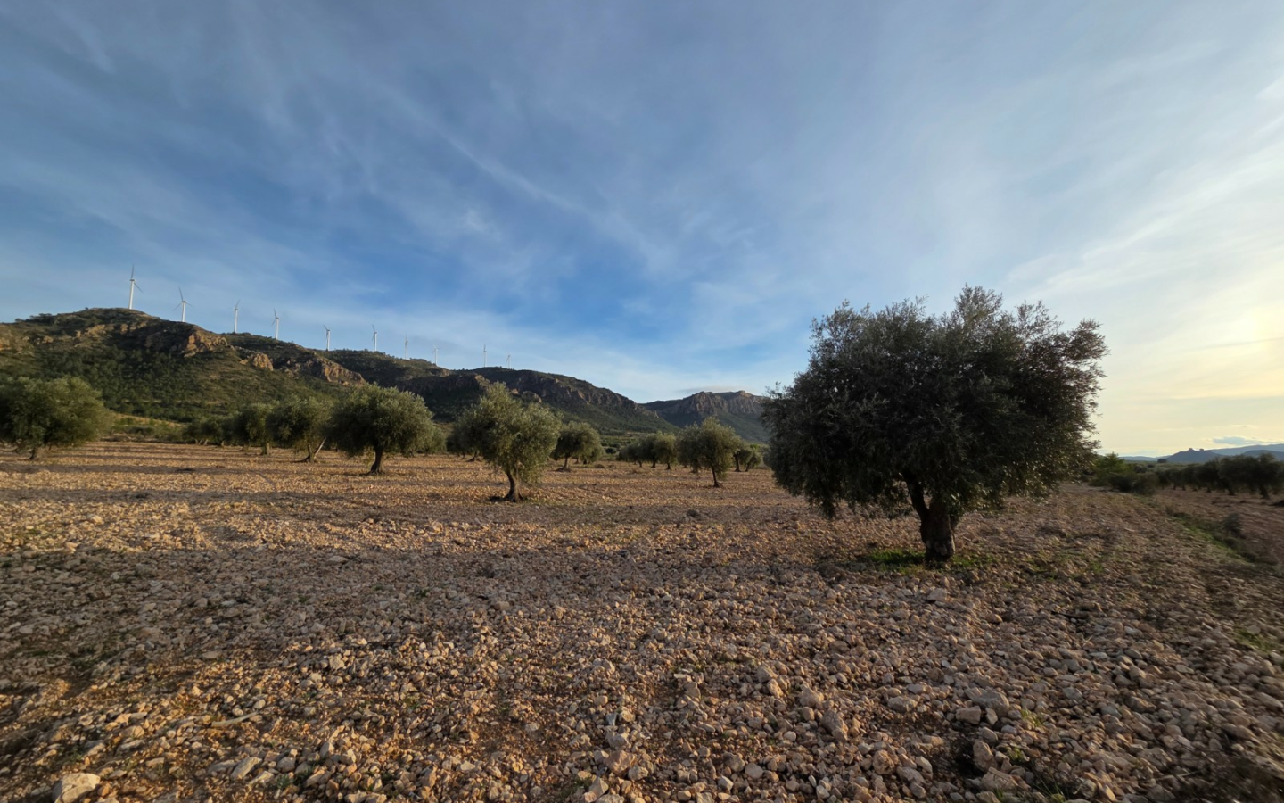 Land In Jumilla