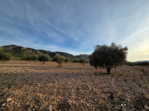 Land In Jumilla