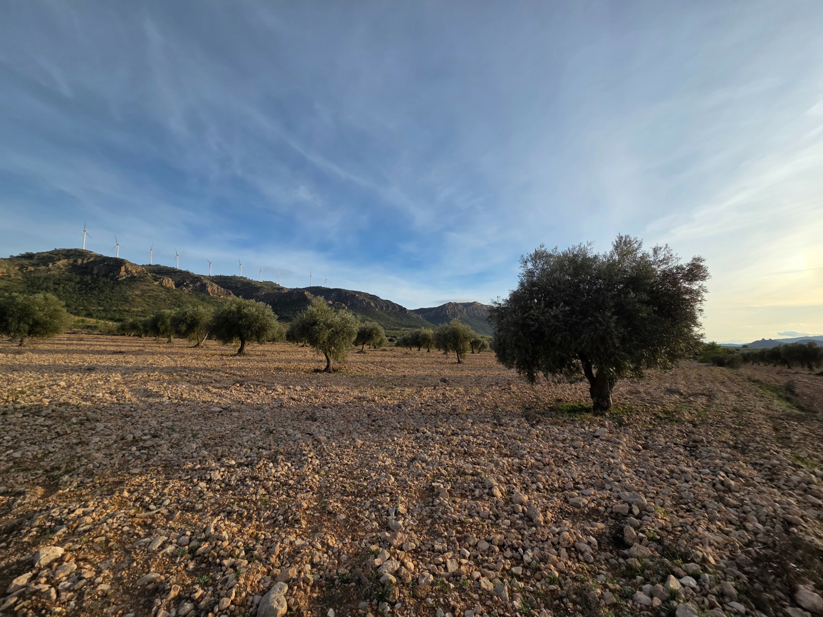 o_1jjf7kc6717a8sbgs0a1apps8k1r-8a7662 Land In Jumilla