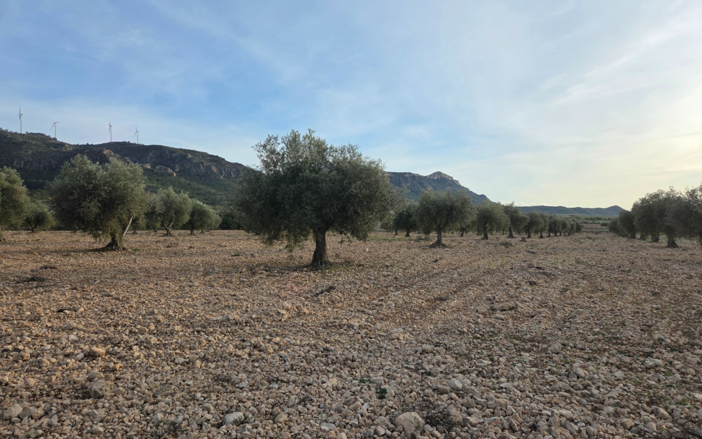Land In Jumilla