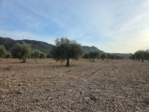Land In Jumilla