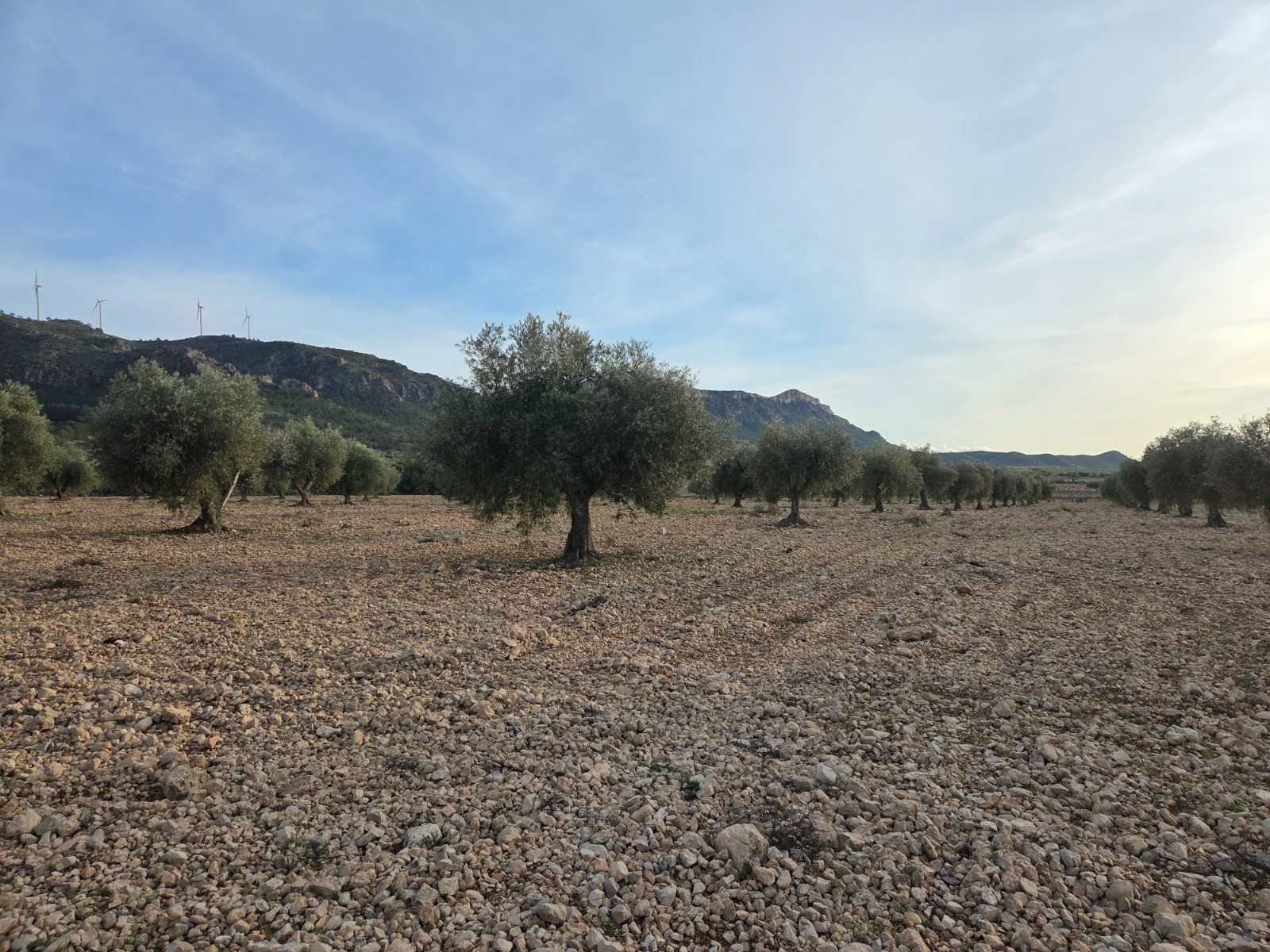 o_1jjf7kc671bub1vqo1vs039t1alh1u-197fb4 Land In Jumilla