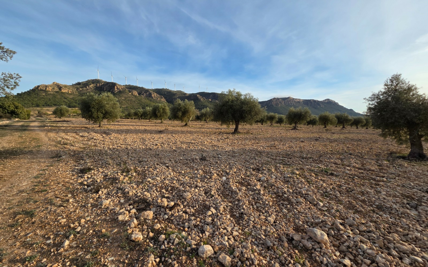 Land In Jumilla