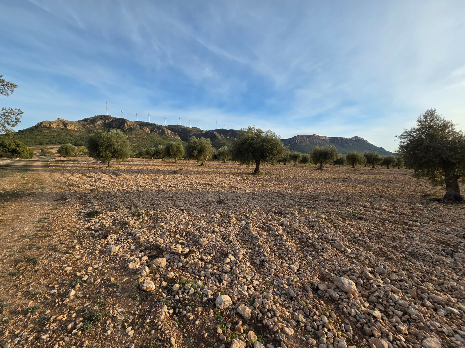 o_1jjf7kc67fgn1phlqo01cf666920-606bf3 Land In Jumilla