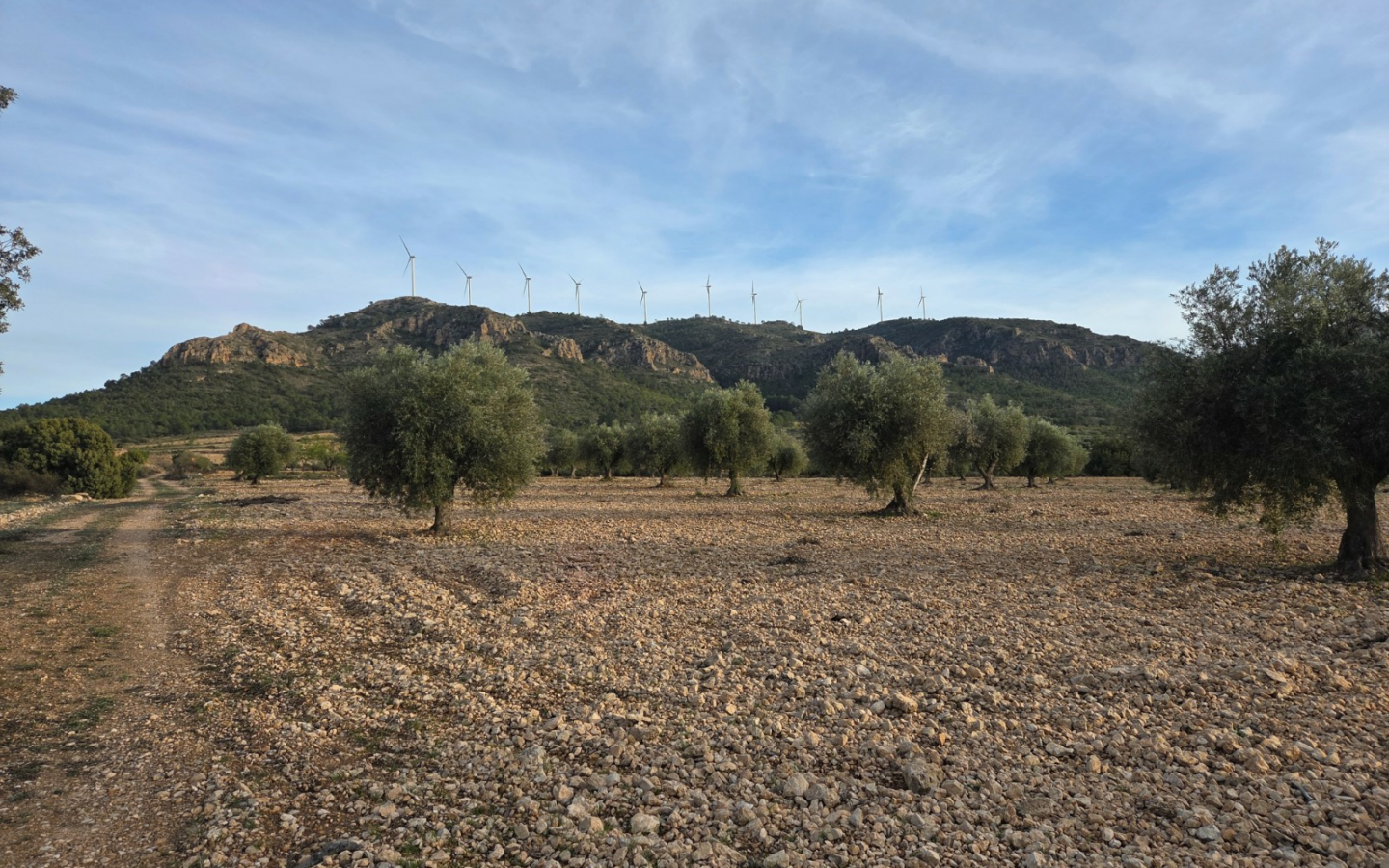 Land In Jumilla