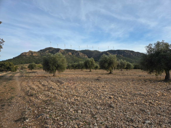 Land In Jumilla