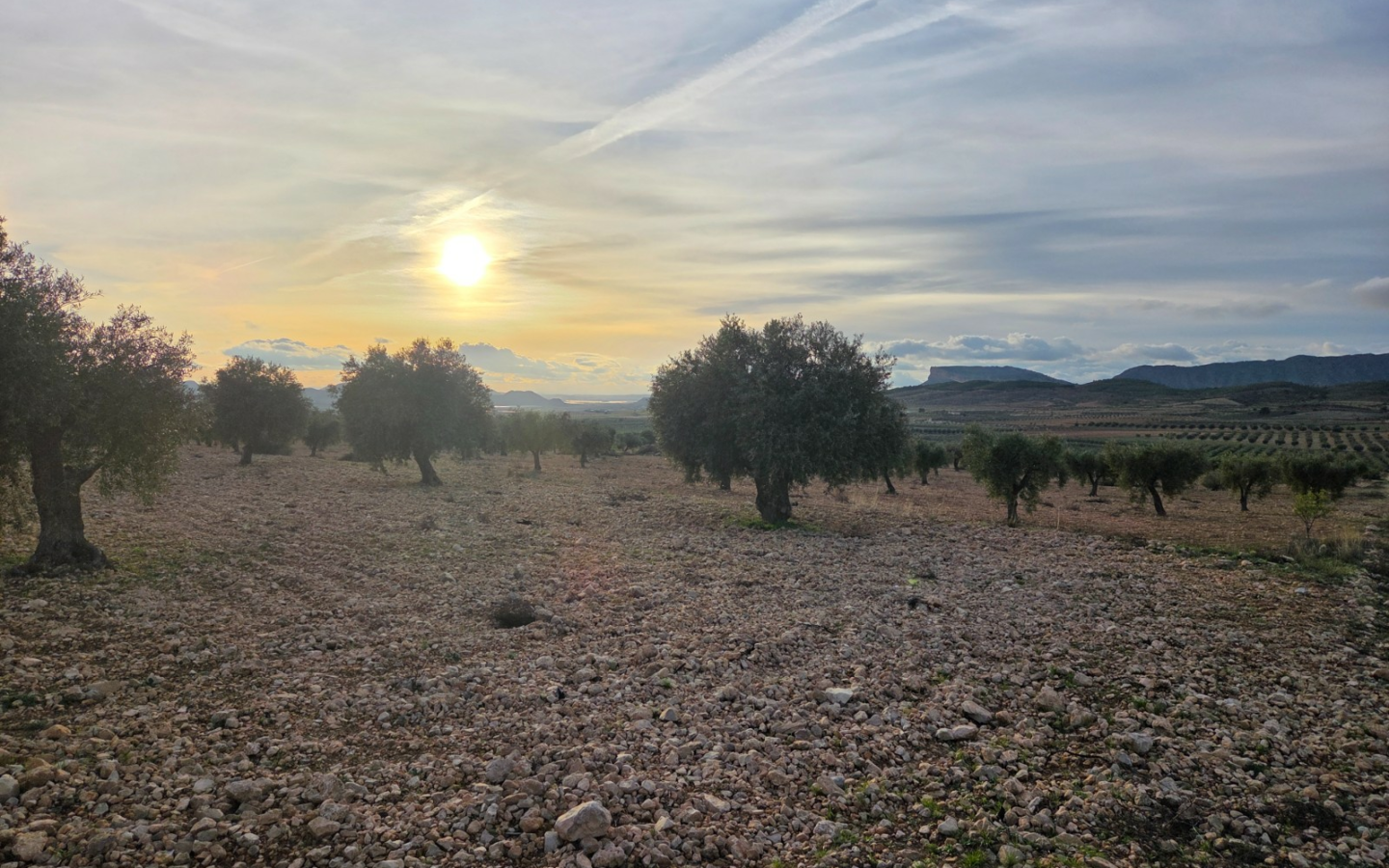 Land In Jumilla