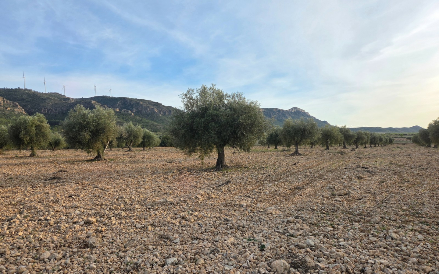 Land In Jumilla