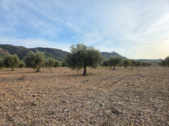Land In Jumilla
