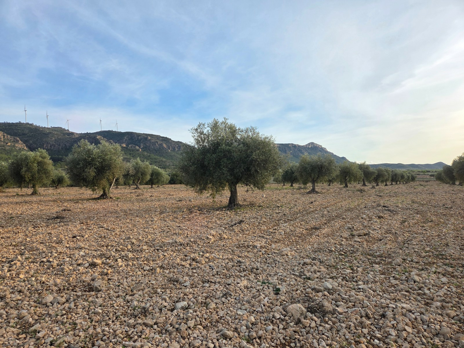 o_1jjf7kc67v291a1s13bhp0r1r3f1v-e5eab1 Land In Jumilla