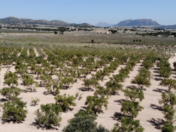 Land In Salinas, Spain (24.596 M² Plot)