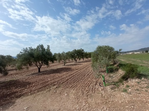 Land In Salinas, Spain (24.596 M² Plot)