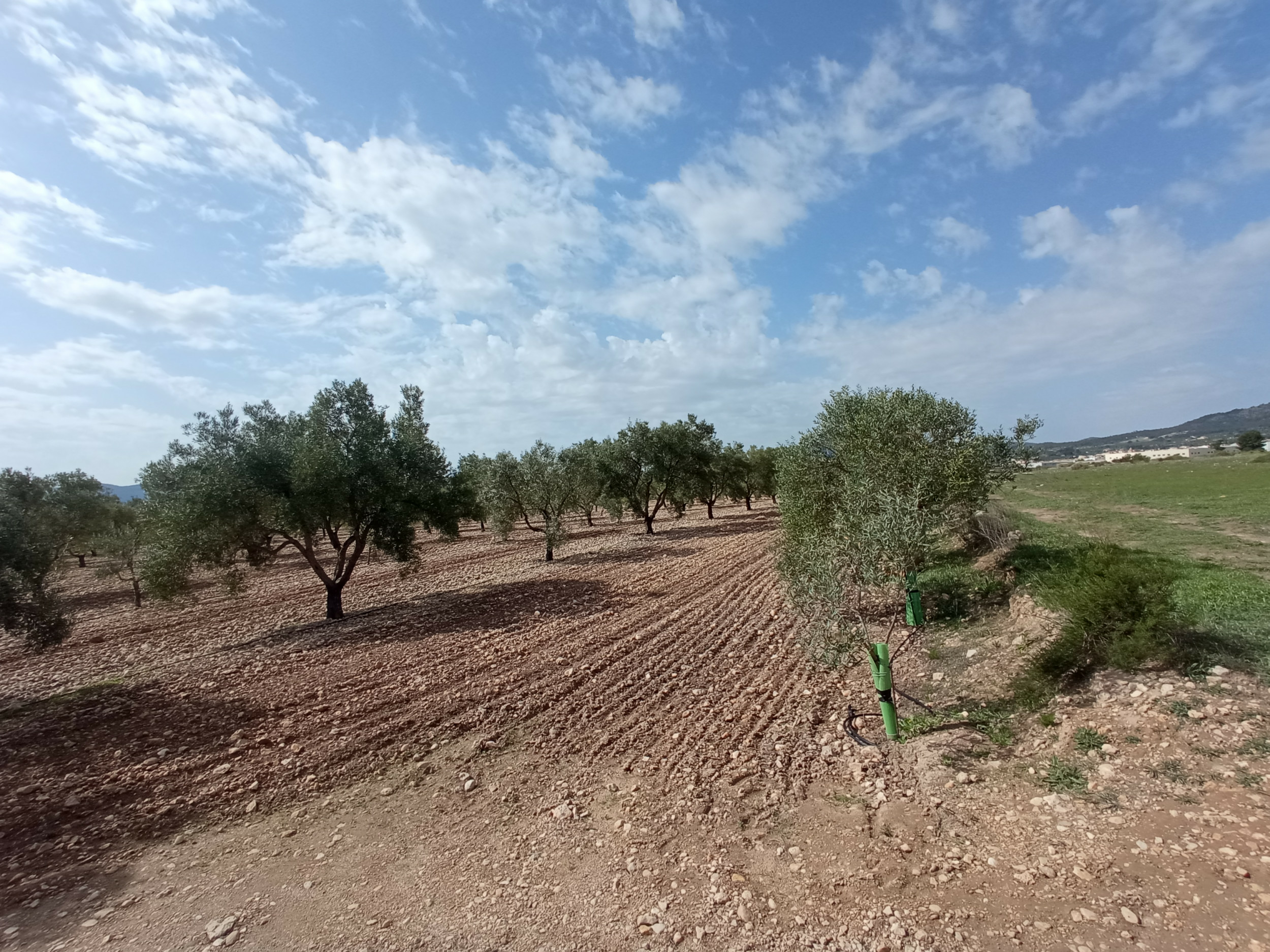 property_attachment_148wyn0dl6_20260313080523-fe79c4 Land In Salinas, Spain (24.596 M² Plot)