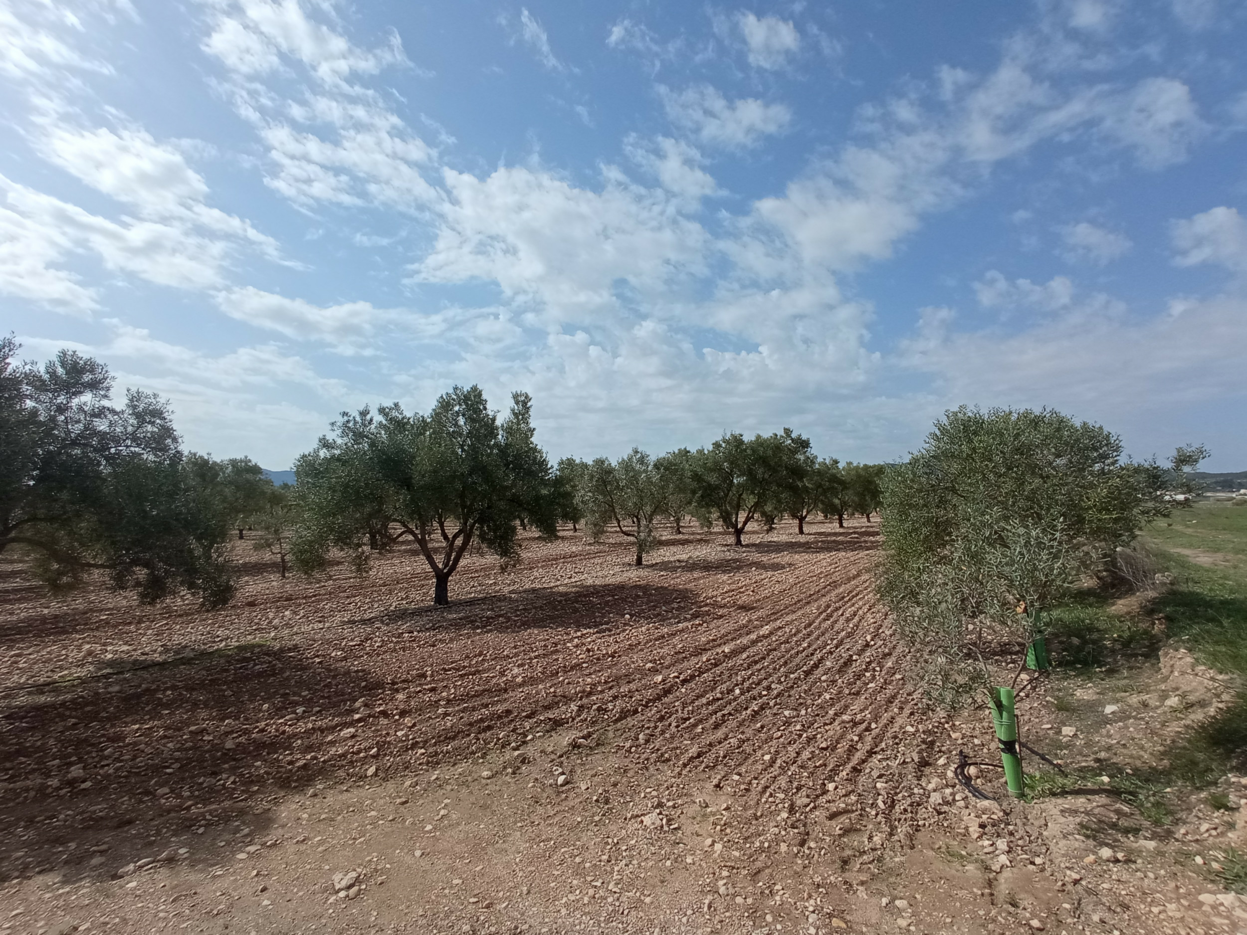 property_attachment_1jwvcazebk_20260313080524-19572e Land In Salinas, Spain (24.596 M² Plot)