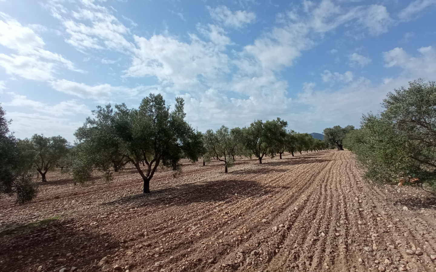 Land In Salinas, Spain (24.596 M² Plot)