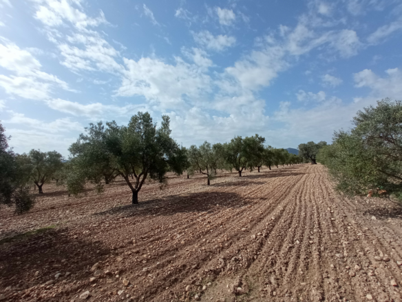 Land In Salinas, Spain (24.596 M² Plot)