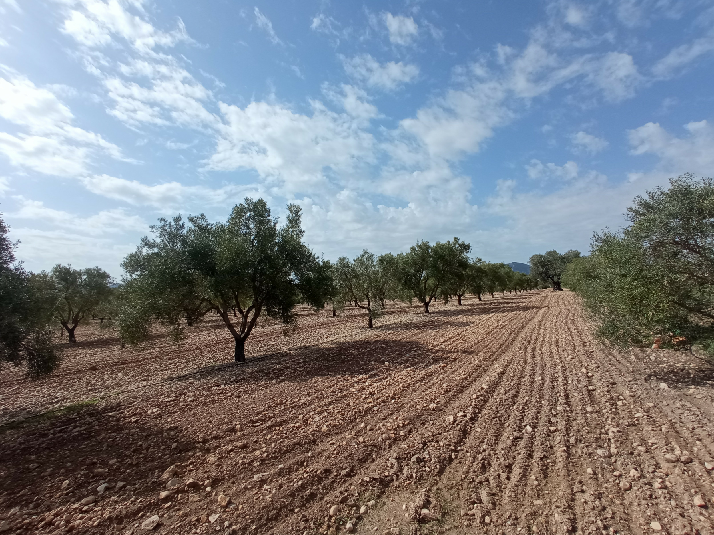 property_attachment_1tsrzw6y43_20260313080525-0d45e1 Land In Salinas, Spain (24.596 M² Plot)