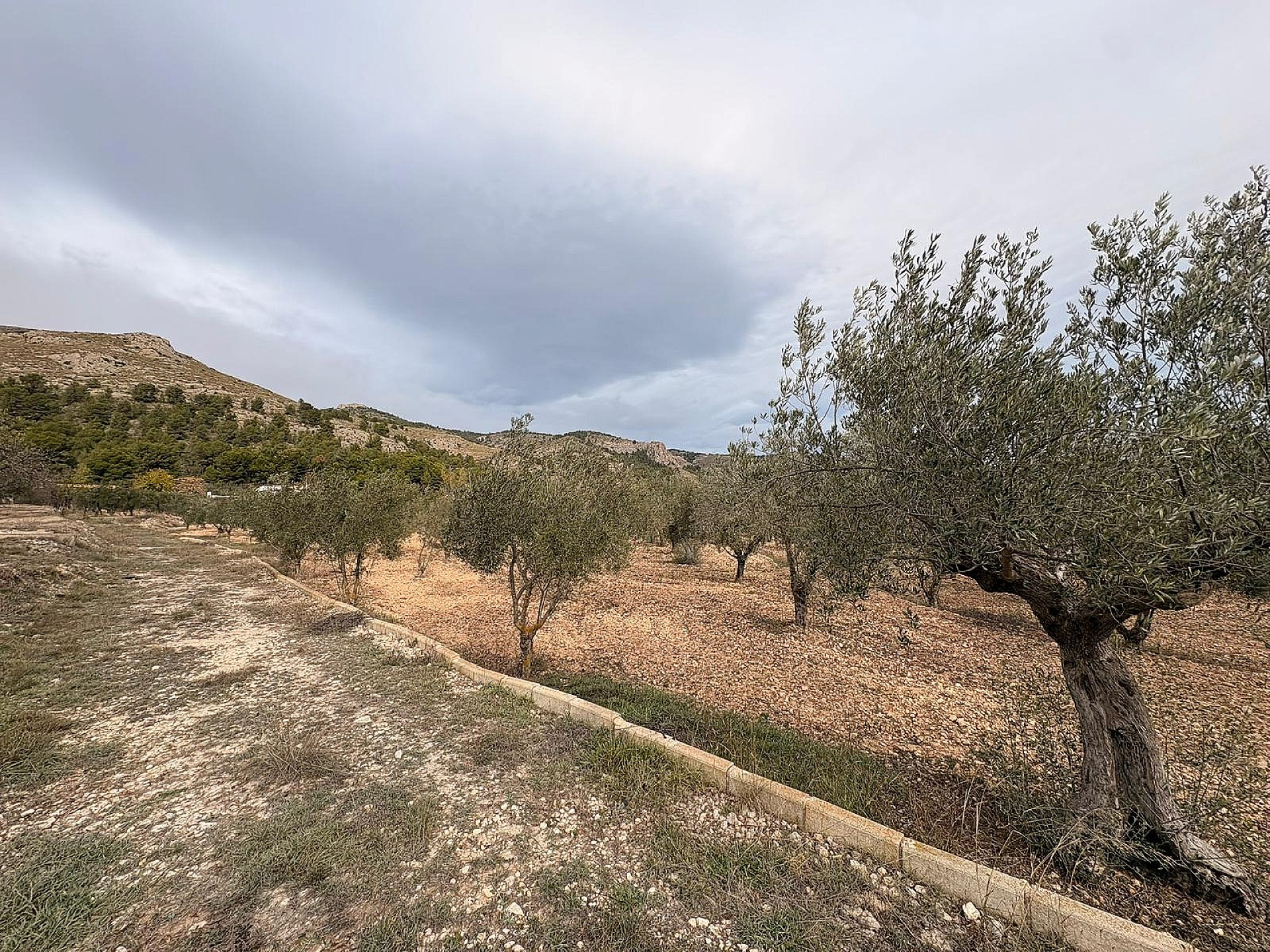 w_2oep6db2mzbqyrmpkfur-c60b6f Land In Onil, Spain (8.700 M² Plot)