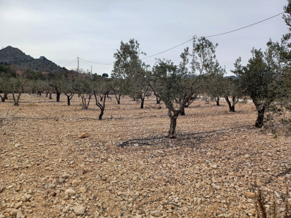 Land In La Romana, Spain (7.530 M² Plot)
