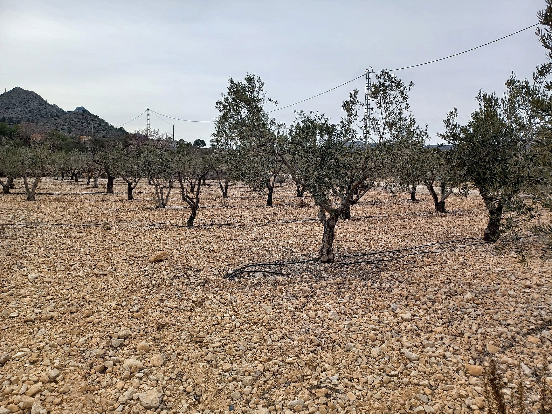 Land In La Romana, Spain (7.530 M² Plot)