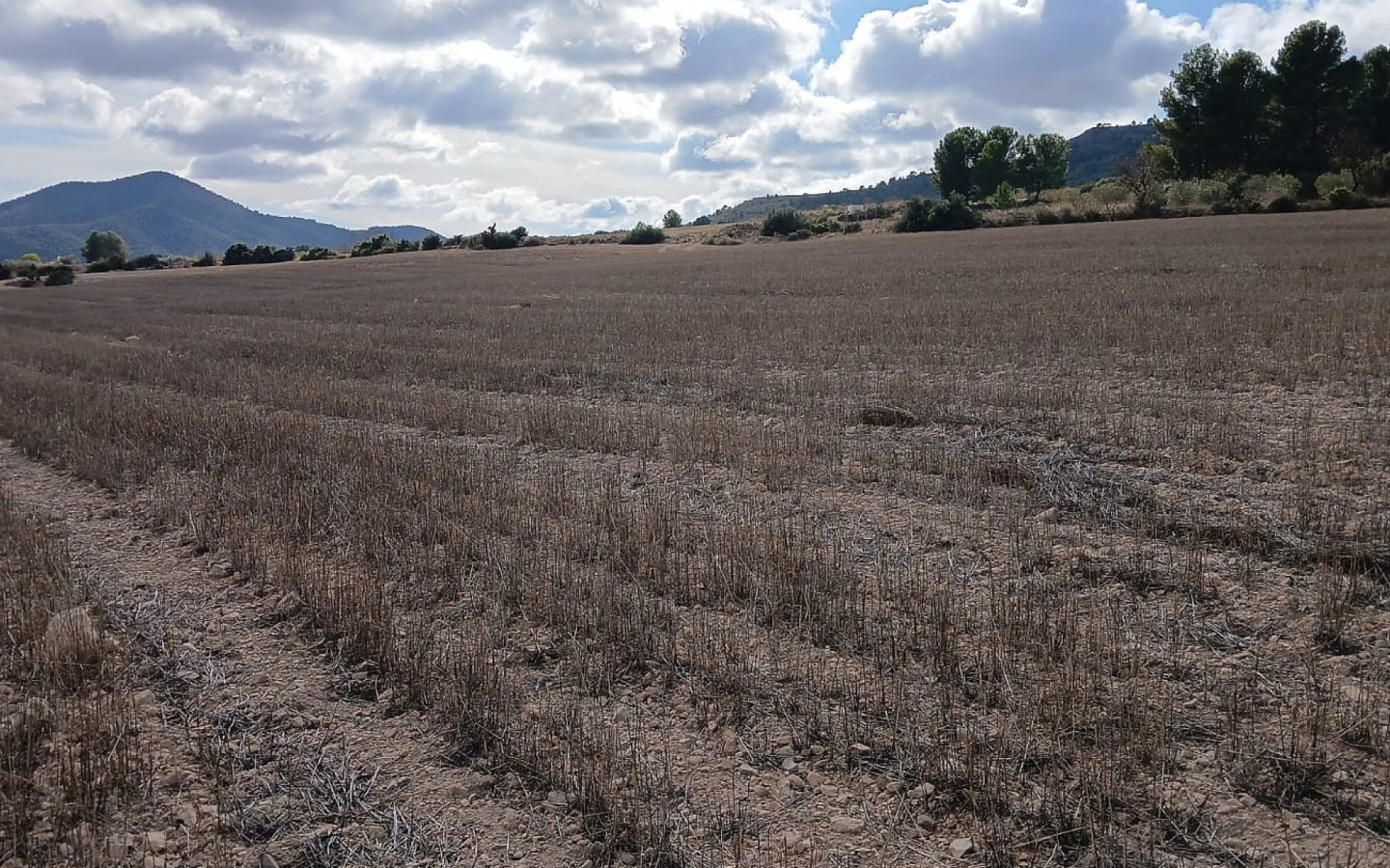 Land In Yecla, Spain (110.312 M² Plot)
