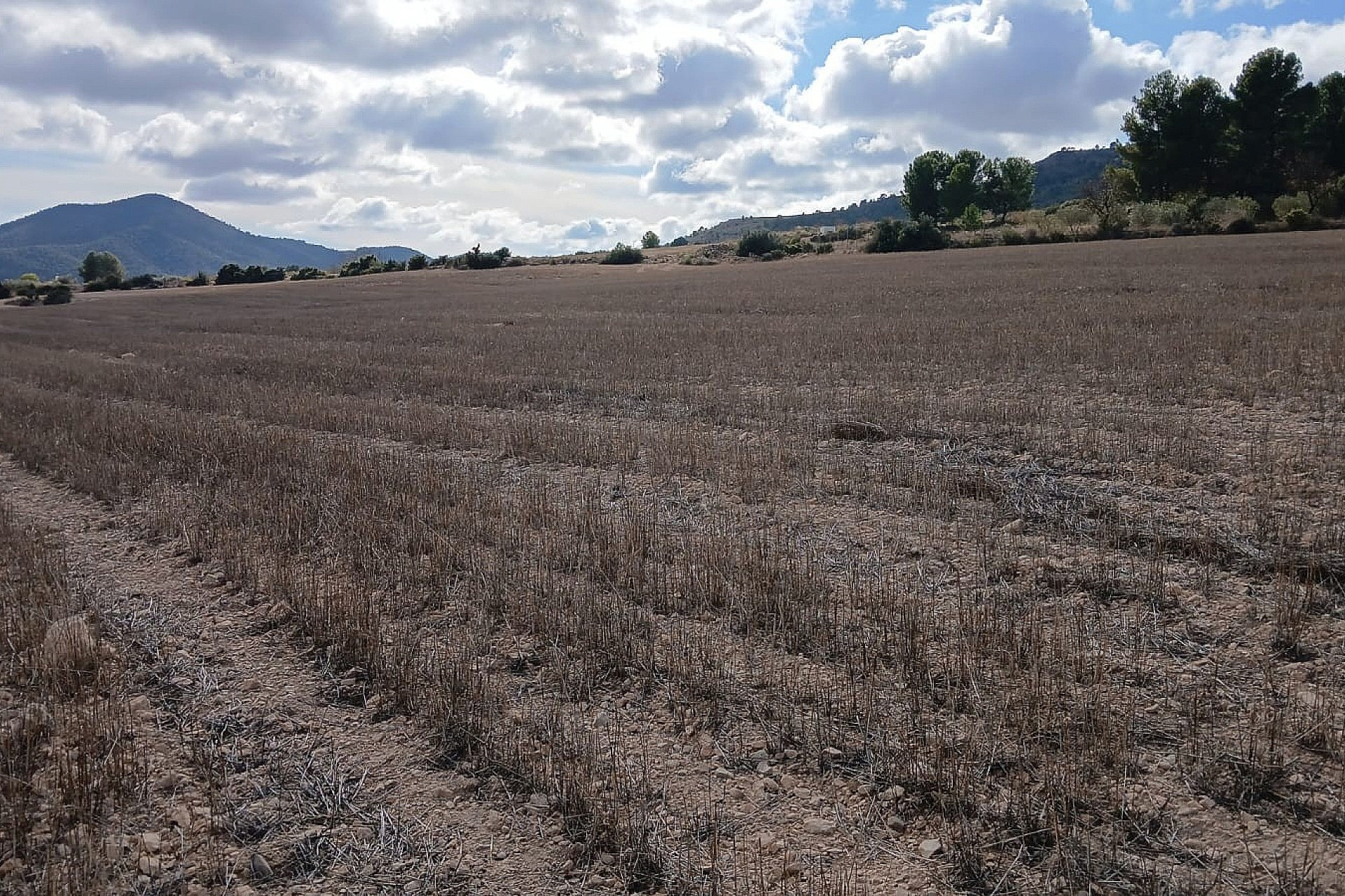 w_3wa4udqukibnddgt5jiy-e7549e Land In Yecla, Spain (110.312 M² Plot)