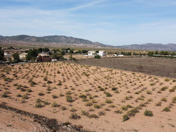Land In Pinoso, Spain (10.000 M² Plot)