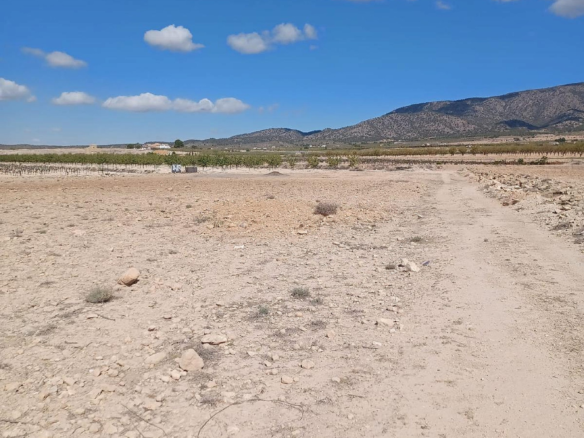 Land In Pinoso, Spain (13.836 M² Plot)