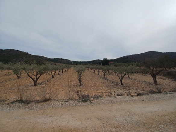Land In La Romana, Spain (7.530 M² Plot)