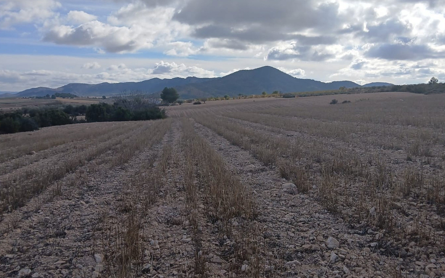 Land In Yecla, Spain (110.312 M² Plot)