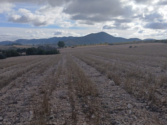Land In Yecla, Spain (110.312 M² Plot)