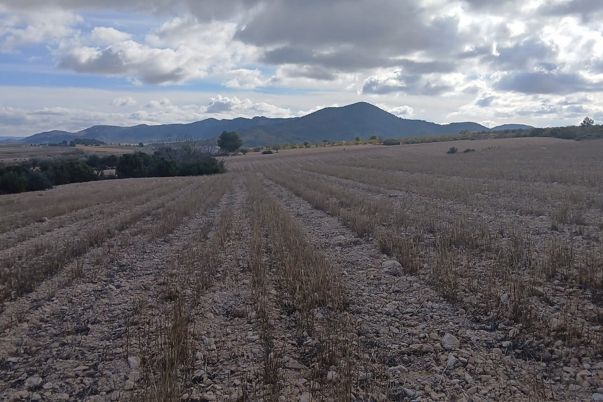 w_g30cxn44aocxudcs2n64-1ebf44 Land In Yecla, Spain (110.312 M² Plot)
