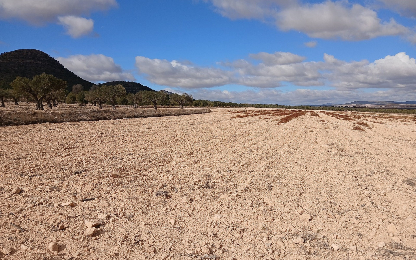 Land In Yecla, Spain (110.312 M² Plot)