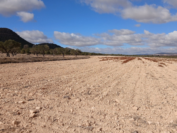 Land In Yecla, Spain (110.312 M² Plot)