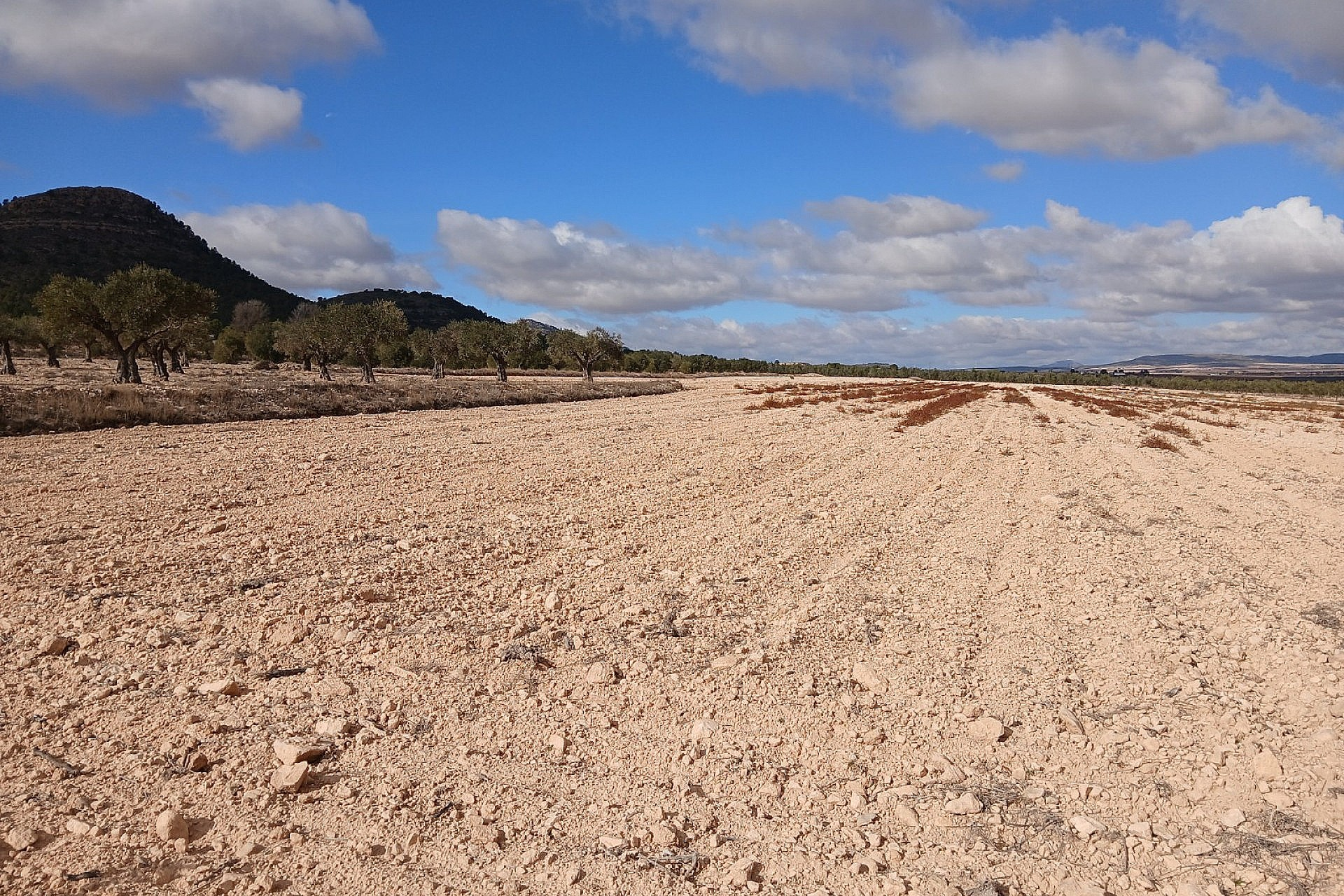 w_gxz3wpzpr36nf34tnzsf-c6a32e Land In Yecla, Spain (110.312 M² Plot)