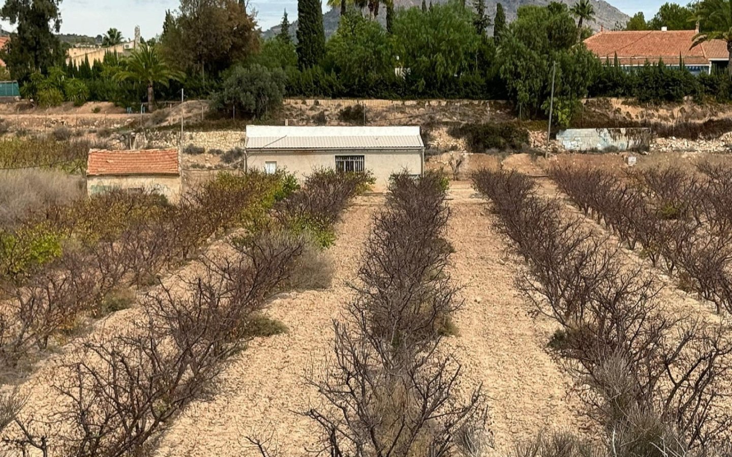 Land In Monovar, Spain (25.000 M² Plot)