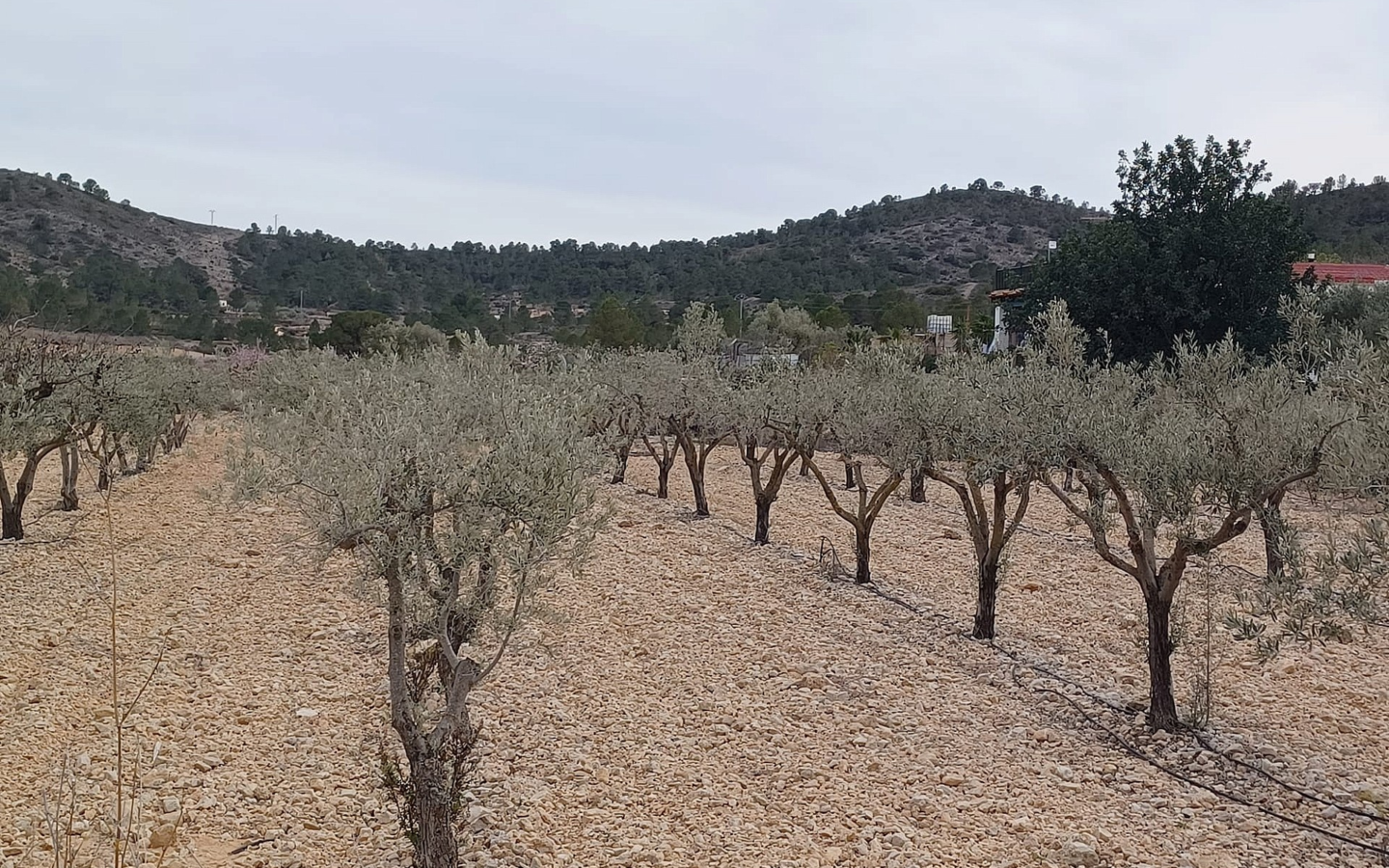Land In La Romana, Spain (7.530 M² Plot)