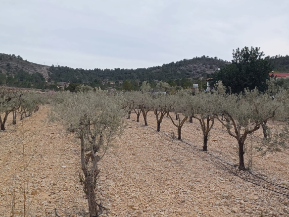 Land In La Romana, Spain (7.530 M² Plot)