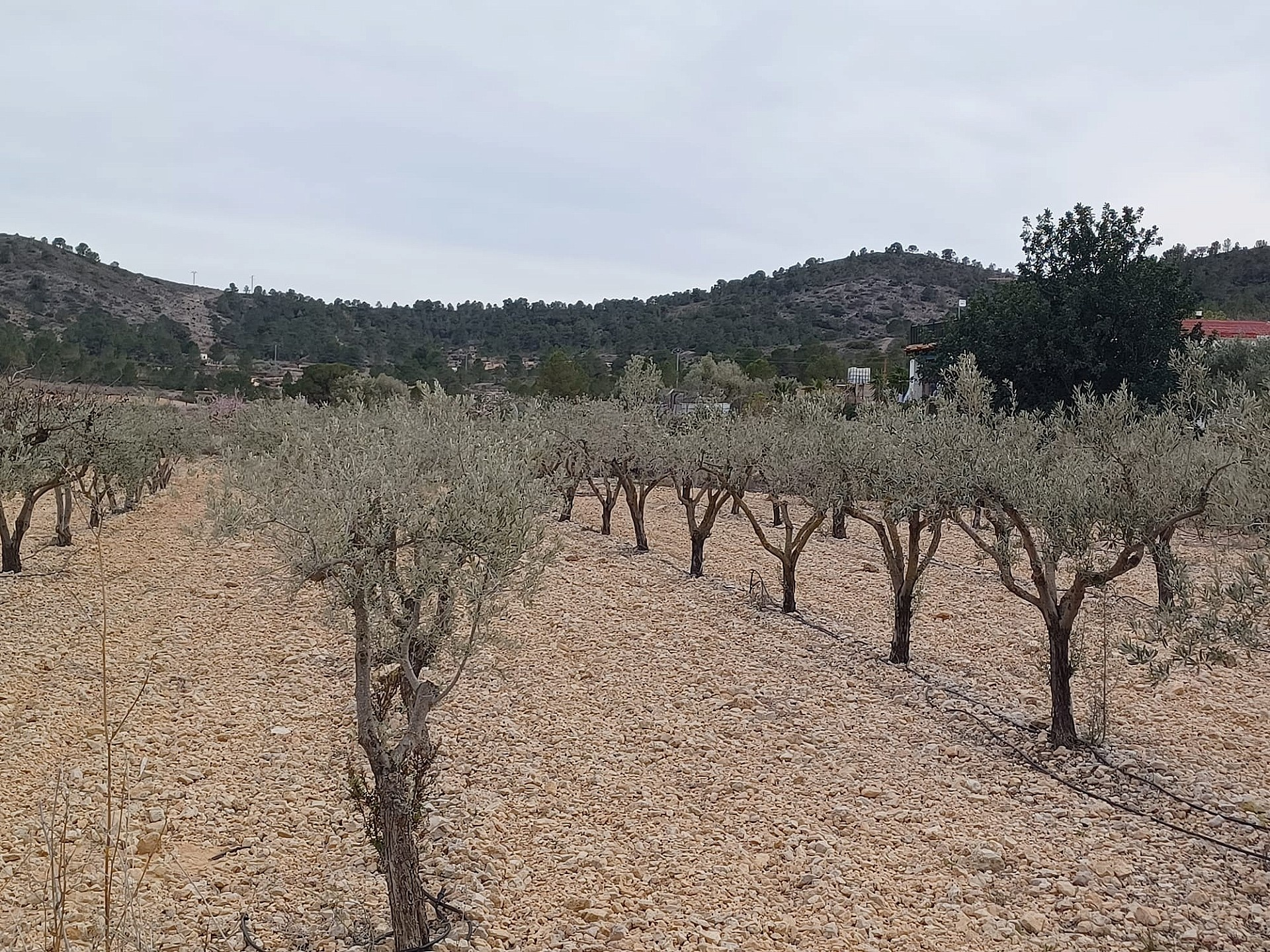 Land In La Romana, Spain (7.530 M² Plot)